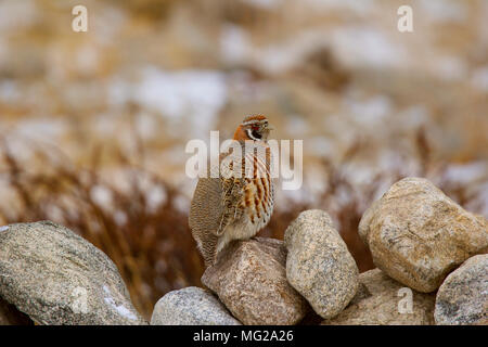 Tibetische Rebhuhn, Perdix hodgsoniae, Hanle, Jammu und Kaschmir Stockfoto