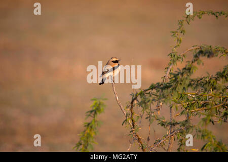 Wüste Steinschmätzer, Oenanthe deserti Männlich, wenig Rann von Kutch, Gujarat Stockfoto