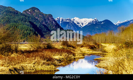 Reflexionen der schneebedeckten Coast Mountains in den Gewässern des Pitt-Addington Sumpf in der Nähe von Maple Ridge im Fraser Valley in British Columbia, Kanada Stockfoto