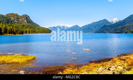 Pitt See mit den schneebedeckten Gipfeln des Goldenen Ohren gellen Peak und anderen Berggipfel der Coast Mountain Range im Fraser Valley von Brit Stockfoto