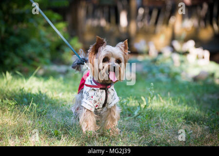 Ein Hund in der stilvollen Kleidung für einen Spaziergang Stockfoto
