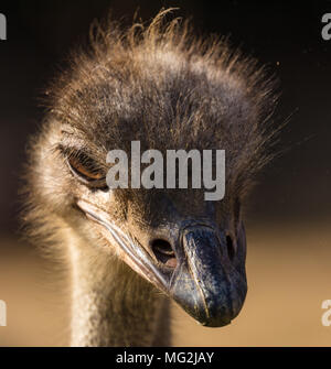 Strauß-Porträt Stockfoto