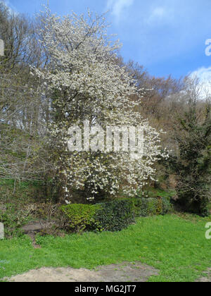 Neue Feder Knospen auf einen Gemeinsamen whitebeam Baum im Wald bei Maiden Castle, Durham, England Stockfoto