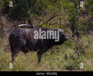 Büffel mit Gras hinter seinem Ohr im afrikanischen Busch Bild mit Kopie Raum im Querformat isoliert klemmt Stockfoto