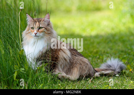 Norwegische Waldkatze weiblichen im Freien. Rasen ist grün im Sommer. Stockfoto