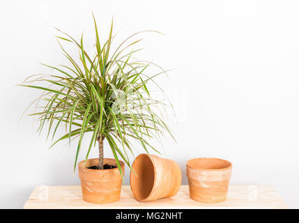 Dracaena marginata Tricolour, oder Madagaskar Drachenbaum. Anlagen- und Tontöpfe auf einem Holzregal. Stockfoto