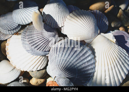 Runde Meer Steine und Muscheln strukturierten Hintergrund Stockfoto