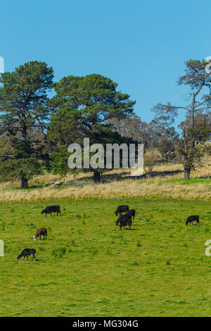 Bäuerliche Landwirtschaft Land entlang Mount Lindesay Straße am Stadtrand von Tenterfield im New England Region von New South Wales, Australien. Stockfoto
