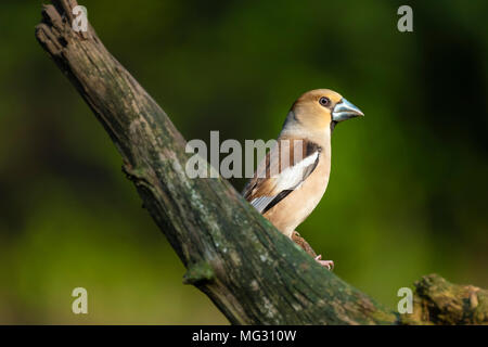 , Hawfinch Coccothraustes coccothraustes, Vogel auf Zweig, Stockfoto