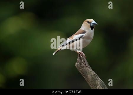 , Hawfinch Coccothraustes coccothraustes, Vogel auf Zweig, Stockfoto