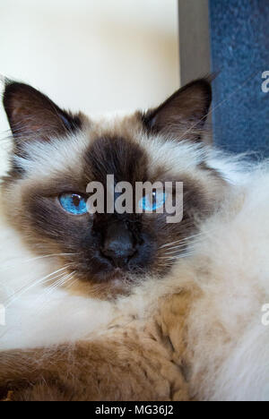 Birman cat Stockfoto