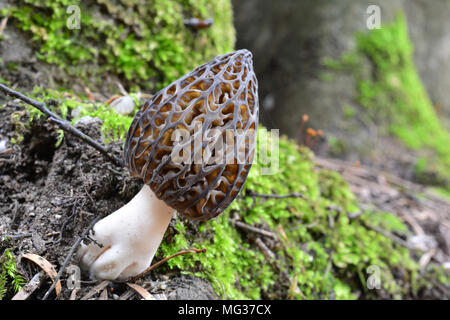 Ein schönes und gesundes Muster Morchella conica oder Schwarz Morel Pilz, wuchs Neben einer Buche bedeckt mit Moos Stockfoto