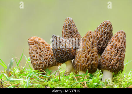 Große Gruppe von sechs schöne und gesunde Muster schwarz Morel oder Morchella conica Pilze in einer Moss gegen blured, grüner Hintergrund mit Kopie Raum Stockfoto