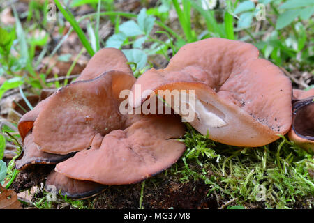 Disciotis venosa, die gemeinhin als das bleichmittel Cup bekannt, veiny cup Pilz oder die Tasse Morel, als essbare Feder Pilz in natürlichen Lebensraum Stockfoto