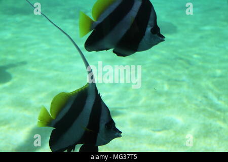 Schwarm von Longfin Wimpelfische (heniochus Acuminatus) Stockfoto