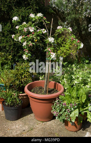 Terrasse Apple Tree Stockfoto