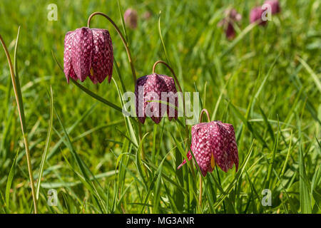 Fritillaria meleagris oder Schlangen Kopf fritillary wilde Blumen, die an Land nicht zu schweren Landwirtschaft England gb uk unterzogen worden wachsen Stockfoto