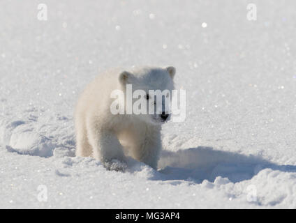 Cute Polar Bear Cub Spaziergänge auf den Spuren von seiner Mutter nach links auf dem Schnee Eis eines zugefrorenen Fjord abgedeckt. Stockfoto