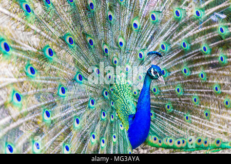 Männliche Peacock, volle blau/grün Feder Gefieder Stockfoto