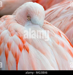 Chilenische Flamingo Phoenicopterus chilensis Stockfoto