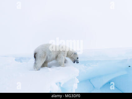 Jahre alten Jugendlichen Polar Bear Cub an der Spitze des Eisbergs. Baffin, Arktis Kanada