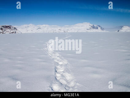 Erwachsene männliche lone Polar bear Footprints führen in die Ferne. Baffin Island, Nunavut, Kanada, Arktis Stockfoto