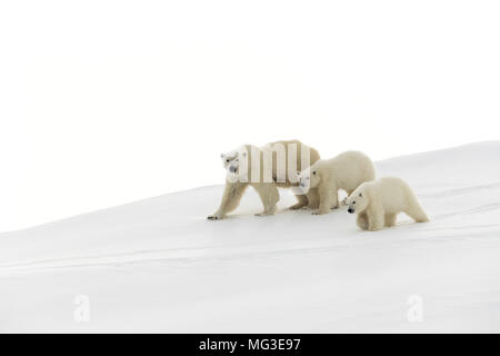 Mutter Eisbär und 2 jährige Jungen gehen auf einen Eisberg, Baffin Island, Kanada, Nunavut, Arktis Stockfoto