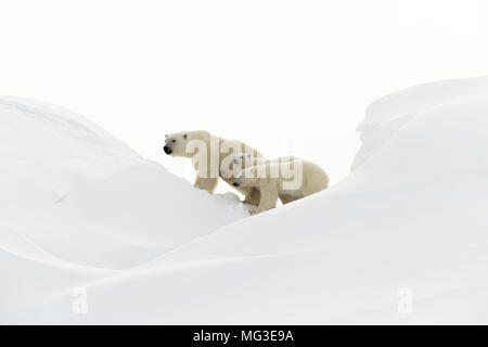 Mutter Eisbär und 2 jährige Jungen gehen auf einen Eisberg, Baffin Island, Kanada, Nunavut, Arktis Stockfoto