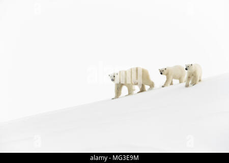 Mutter Eisbär und 2 jährige Jungen gehen auf einen Eisberg, Baffin Island, Kanada, Nunavut, Arktis Stockfoto