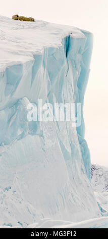 Mutter Eisbär und 2 jährige Jungen schlafen auf einem Eisberg, Baffin Island, Kanada, Nunavut, Arktis Stockfoto