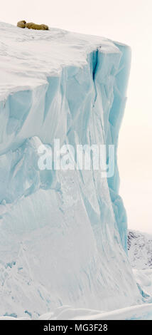 Mutter Eisbär und 2 jährige Jungen schlafen auf einem Eisberg, Baffin Island, Kanada, Nunavut, Arktis Stockfoto