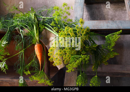 Ein Bündel Dill und eine Karotte auf dem Tisch in einer alten Scheune. Leiter an die Wand gelehnt. Stockfoto