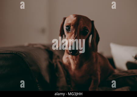 Ein-Jahr-alten glatten braunen Dackel Hund stehend auf einem Sofa in einem Apartment mit Blick in die Kamera, am Abend, stimmungsvolle Beleuchtung. Stockfoto