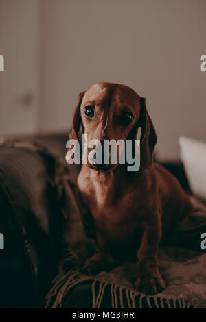 Ein-Jahr-alten glatten braunen Dackel Hund stehend auf einem Sofa in einem Apartment mit Blick in die Kamera, am Abend, stimmungsvolle Beleuchtung. Stockfoto