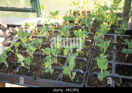 Sweet pea Sämlinge wachsen in der samenbehälter im Gewächshaus, Cherhill, Wiltshire, England, Großbritannien Stockfoto