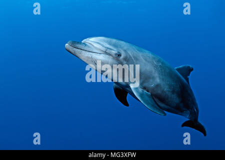 Grosser Tuemmler (Tursiops truncatus), Socorro Inseln, Mexiko | Großer Tümmler (Tursiops truncatus), Socorro Inseln, Mexiko Stockfoto