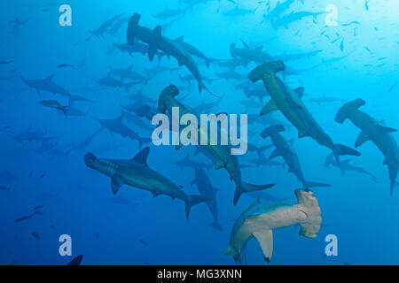 Große Tümmler zwischen einer Schule Bogenstirn Hammerhaie (Sphyrna lewini), selten geschossen, Wolf Island, Galapagos, Ecuador Stockfoto