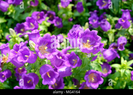 Lila Canterbury bells Blumen Stockfoto