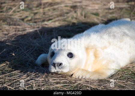 Donna Nook, Lincolnshire, Großbritannien - 16.November: Cute flauschige Neugeborene Kegelrobbe pup im Gras liegend am 16 Nov 2016 Donna Nook Seal Sanctuary Stockfoto