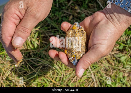 Hände füllen der Zuführung zum Karpfen angeln und andere Fischarten. Ein Hobby, einen gesunden Lebensstil. Stockfoto