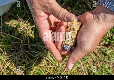 Hände füllen der Zuführung zum Karpfen angeln und andere Fischarten. Ein Hobby, einen gesunden Lebensstil. Stockfoto