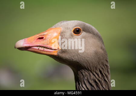 Eine Nahaufnahme Bild einer Gans Kopf mit einem Orange Rechnung. Stockfoto