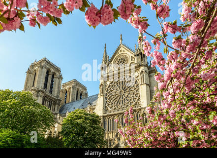 Die Rosette und Türme der Kathedrale Notre-Dame de Paris durch die Zweige, beladen mit Blumen der japanische Kirschbäume in voller Blüte gesehen. Stockfoto
