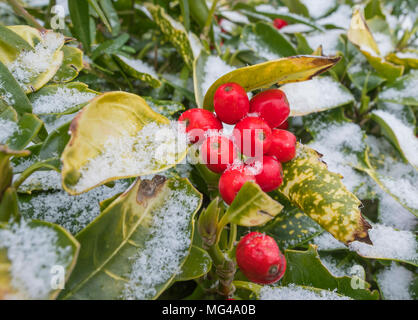 Aucuba japonica (AKA Laurel, Japanisch Lorbeer, Japanese Aucuba, Goldstaub Anlage getupft) mit roten Beeren im Winter mit Schnee auf Blättern in Großbritannien. Stockfoto