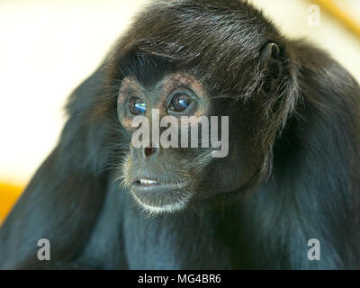 Schwarze Leitung spider monkey Ateles fusciceps Captive portrait Stockfoto