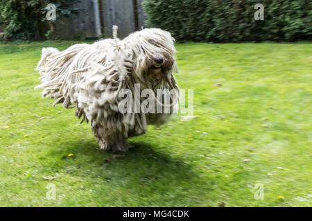 Big White furry Dog comodor im Garten. Komodor Hund läuft. Stockfoto