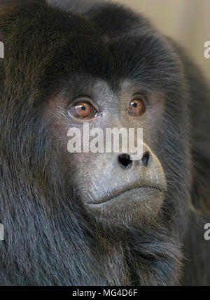 Schwarzer brüllaffe Alouatta caraya auch als schwarz-gold Brüllaffen bekannt Stockfoto