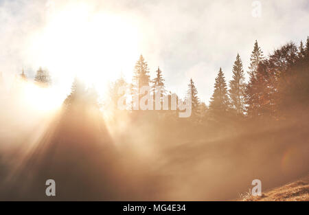 Fairy sunrise im Bergwald Landschaft in den Morgen. Der Nebel über den majestätischen Pinienwald. Karpaten, Ukraine, Europa. Beauty World Stockfoto