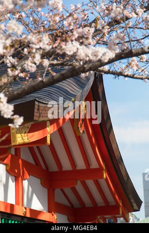 Cherry Blossom bei Ikuta Jinja Schrein, Kobe, Kansai, Japan Stockfoto