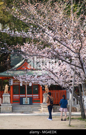 Cherry Blossom bei Ikuta Jinja Schrein, Kobe, Kansai, Japan Stockfoto